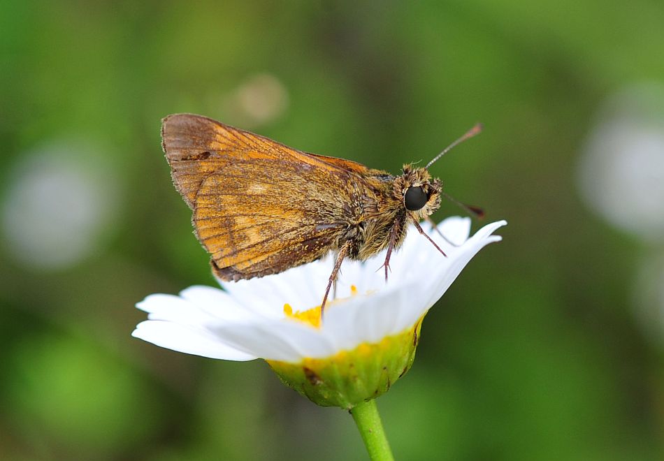 La vita in un fiore: terza parte